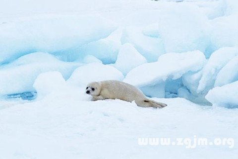 梦见冰雪