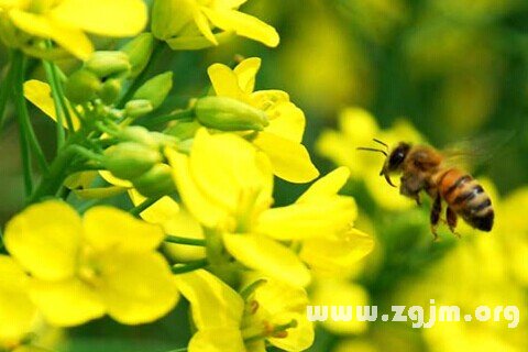 梦见油菜花