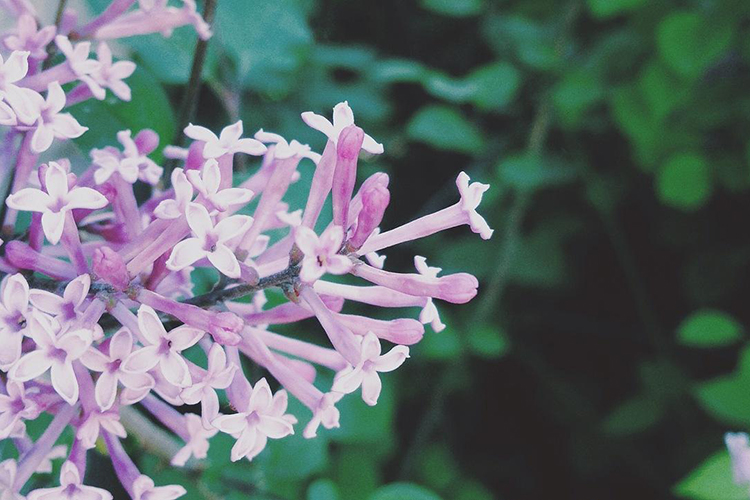 双子座的日期范围是什么时间 初夏盛花之时(图1)