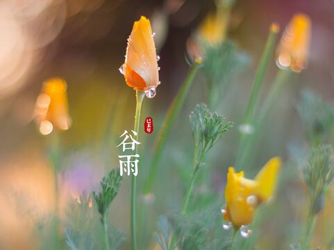 二十四节气之谷雨养生(图1)