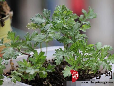 盆栽艾草的种植方法与功效(图1)