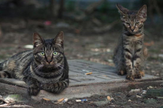 【民俗】半夜听到猫像孩子哭预兆(图1)