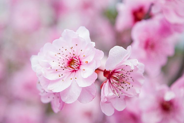 很灵的桃花咒有哪些 带来更好的魅力(图1)